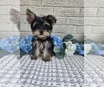 Small #3 Yorkshire Terrier