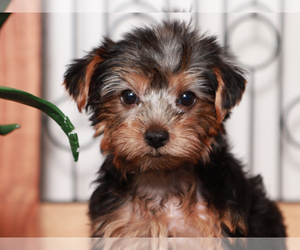 Yorkshire Terrier Puppy for sale in NAPLES, FL, USA