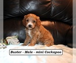 Image preview for Ad Listing. Nickname: Buster