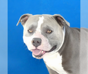 American Bulldog Dogs for adoption in Pasadena, CA, USA