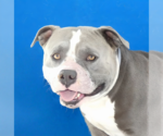 Small American Bulldog