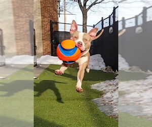 Mutt Dogs for adoption in Minneapolis, MN, USA