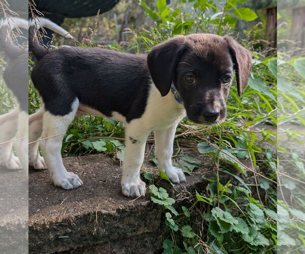 Medium Photo #4 Beagle Puppy For Sale in Brooklyn Center, MN, USA