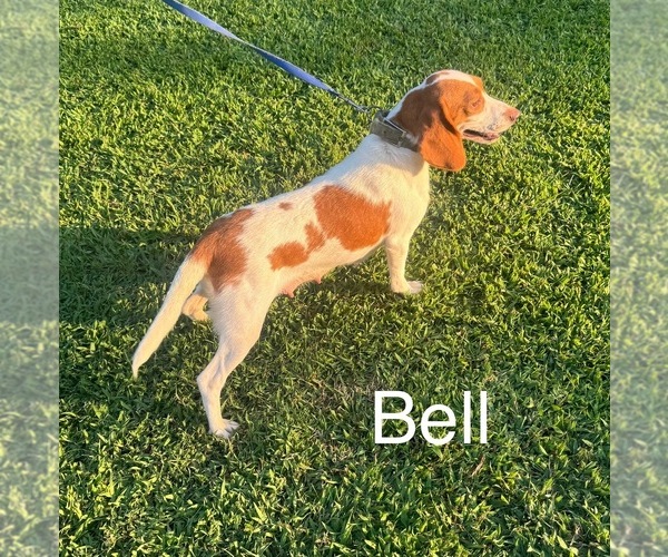Medium Photo #1 Beagle Puppy For Sale in NATHALIE, VA, USA