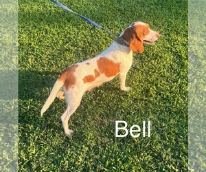 Mother of the Beagle puppies born on 08/25/2026