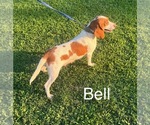 Small Photo #1 Beagle Puppy For Sale in NATHALIE, VA, USA