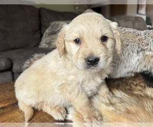 Golden Retriever Puppy for sale in FORDLAND, MO, USA