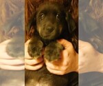 Small Photo #20 Golden Labrador Puppy For Sale in IDAHO SPRINGS, CO, USA