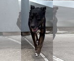 Small #8 Mutt