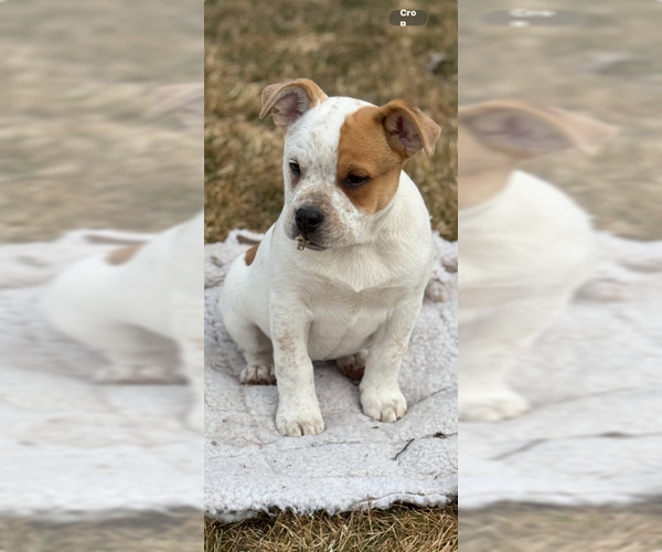 Medium Photo #4 Bulldog-Unknown Mix Puppy For Sale in MIDWAY, UT, USA