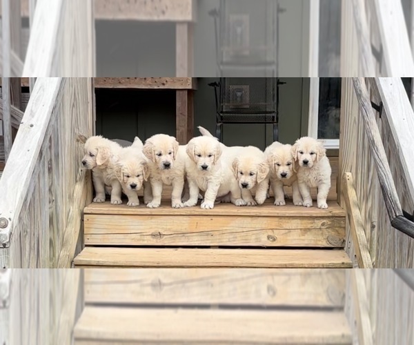 Medium Photo #4 English Cream Golden Retriever Puppy For Sale in WHITE HOUSE, TN, USA
