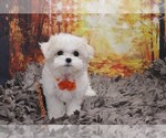 Small Photo #3 Maltese Puppy For Sale in LAS VEGAS, NV, USA