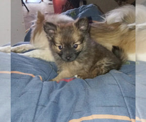 Pomeranian Puppy for sale in SPOTSYLVANIA, VA, USA