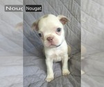 Image preview for Ad Listing. Nickname: Nougat