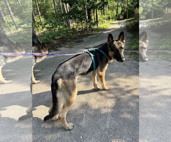 Medium Photo #4 German Shepherd Dog Puppy For Sale in La Grange , NC, USA