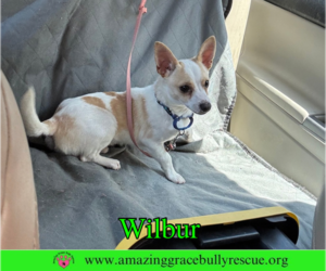 Chihuahua-Unknown Mix Dogs for adoption in Milton, FL, USA