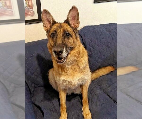 Medium Photo #4 German Shepherd Dog Puppy For Sale in Temecula, CA, USA