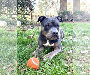 Mutt Dogs for adoption in Rockville, MD, USA