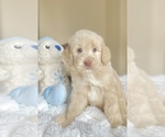 Puppy Luke Labradoodle
