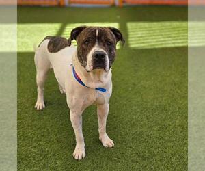 Mutt Dogs for adoption in Las Vegas, NV, USA