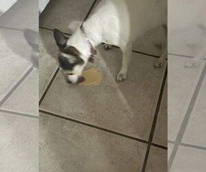 Rat-Cha Dogs for adoption in The Woodlands, TX, USA