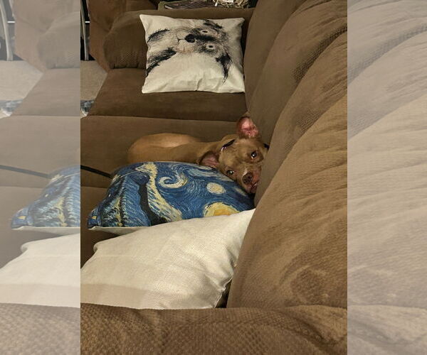 Medium Photo #13 American Pit Bull Terrier-Unknown Mix Puppy For Sale in Crete, IL, USA