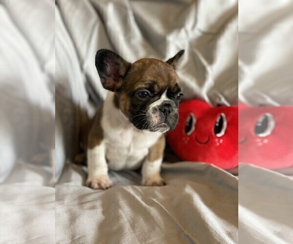 Medium Photo #3 French Bulldog Puppy For Sale in EXCELSIOR, MN, USA