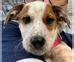 CORAL - Female Mutt Dog for Adoption - Small photo