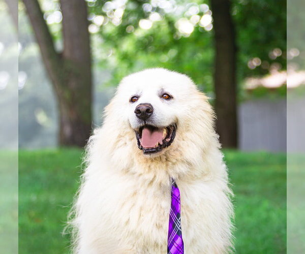 Medium Photo #1 Great Pyrenees Puppy For Sale in Unionville, PA, USA
