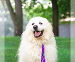 Small Great Pyrenees