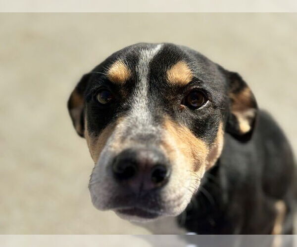 Medium Photo #1 Mutt Puppy For Sale in Tulsa, OK, USA