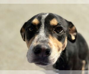 Mutt Dogs for adoption in Tulsa, OK, USA