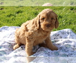 Small Photo #4 Goldendoodle (Miniature) Puppy For Sale in BLOOMINGTON, IN, USA