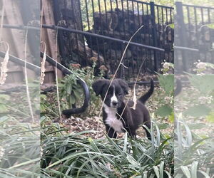 Border Collie-Unknown Mix Dogs for adoption in Hillsboro, MO, USA