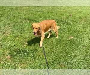 Father of the Golden Retriever puppies born on 09/19/2022