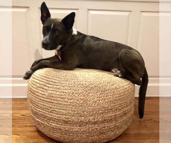 Medium Photo #13 Mutt Puppy For Sale in Houston, TX, USA