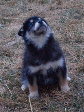 Medium Photo #2 Pomsky Puppy For Sale in NAPPANEE, IN, USA