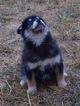 Small Photo #2 Pomsky Puppy For Sale in NAPPANEE, IN, USA