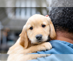 Small Photo #12 Golden Retriever Puppy For Sale in GRAND RAPIDS, MI, USA