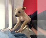 Small Mutt