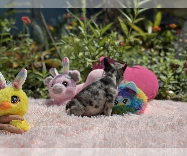 Medium Photo #29 French Bulldog Puppy For Sale in LEHIGH ACRES, FL, USA