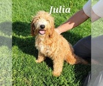Small Photo #23 Goldendoodle (Miniature) Puppy For Sale in REED CITY, MI, USA