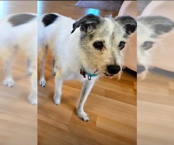 Medium Photo #1 Mutt Puppy For Sale in  Ramona, CA, USA