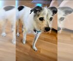 Small Mutt