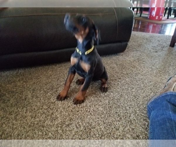 Medium Photo #25 Doberman Pinscher Puppy For Sale in DRUMRIGHT, OK, USA