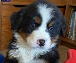 Small Photo #1 Bernese Mountain Dog Puppy For Sale in KILLBUCK, OH, USA