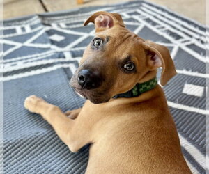 Mutt Dogs for adoption in Boston, MA, USA
