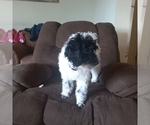 Small #1 Poodle (Miniature)