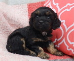 Small Photo #30 Cavapoo Puppy For Sale in THORP, WI, USA