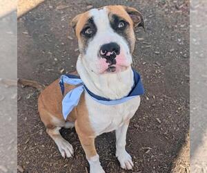 American Staffordshire Terrier-Unknown Mix Dogs for adoption in San Antonio, TX, USA